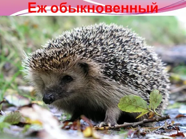 Еж обыкновенный