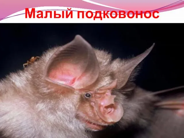 Малый подковонос