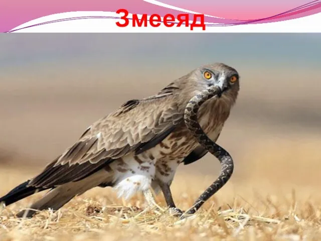 Змееяд