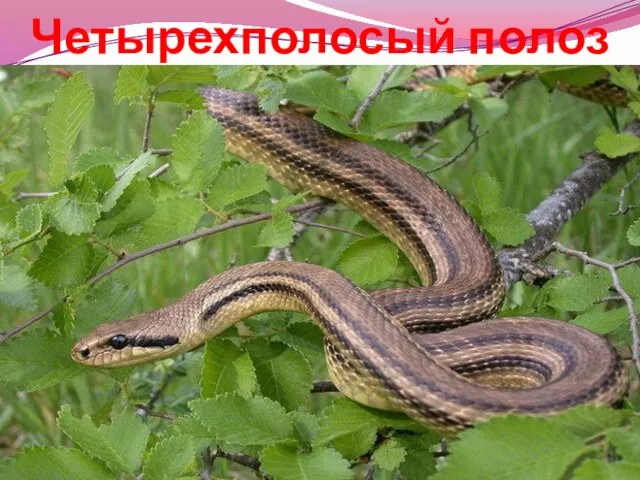 Четырехполосый полоз