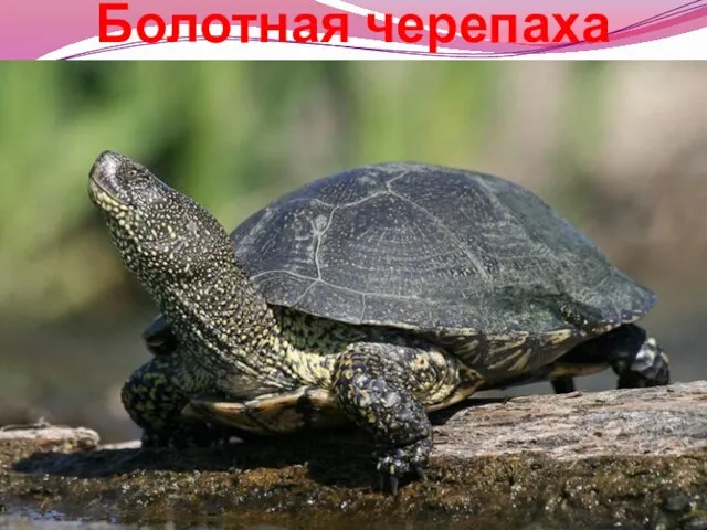 Болотная черепаха