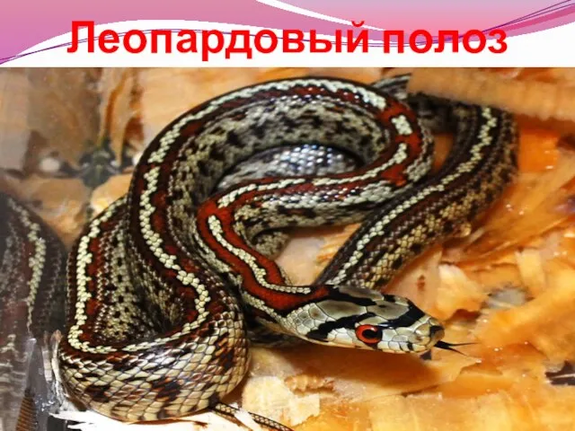 Леопардовый полоз