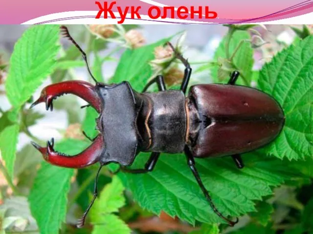 Жук олень