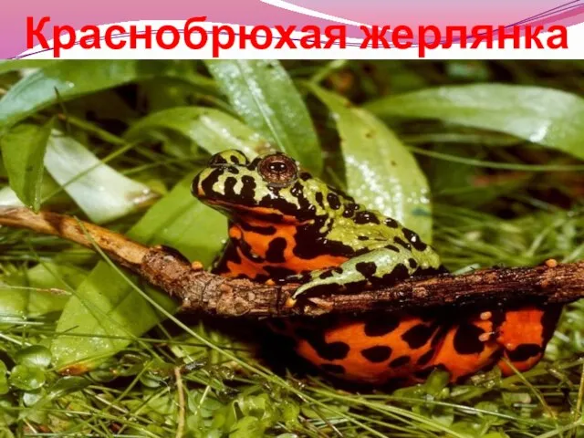 Краснобрюхая жерлянка