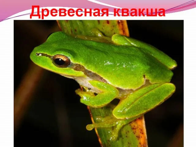 Древесная квакша