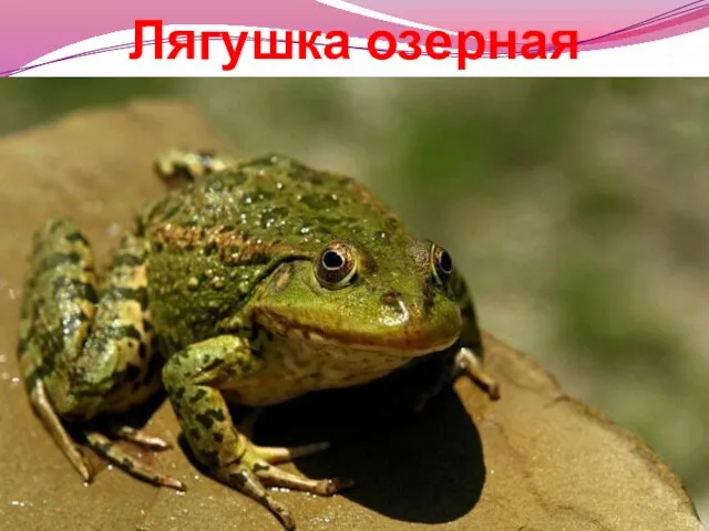 Лягушка озерная