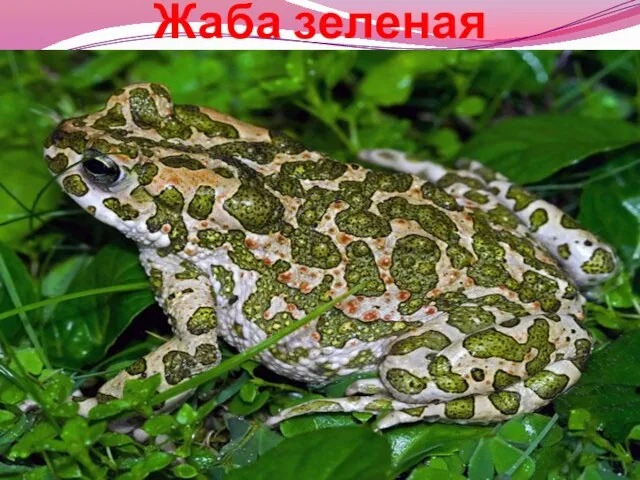 Жаба зеленая