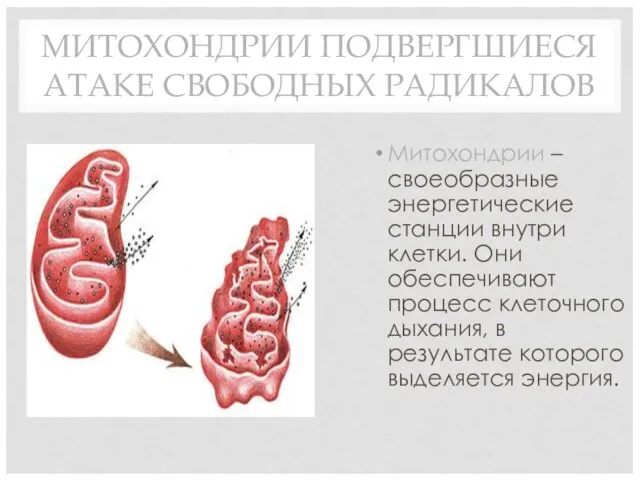 МИТОХОНДРИИ ПОДВЕРГШИЕСЯ АТАКЕ СВОБОДНЫХ РАДИКАЛОВ Митохондрии – своеобразные энергетические станции внутри