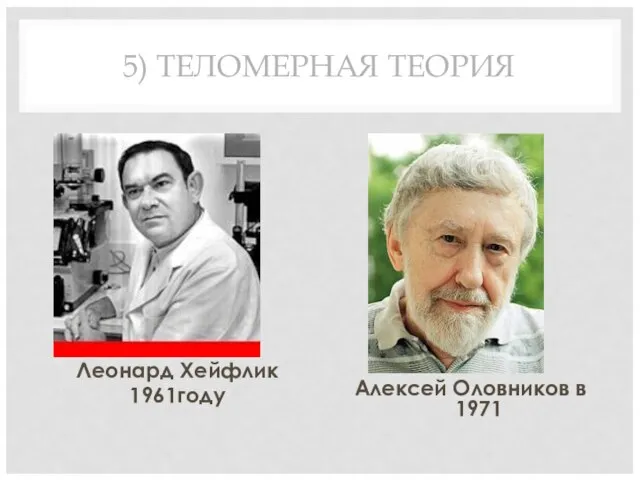 5) ТЕЛОМЕРНАЯ ТЕОРИЯ Леонард Хейфлик 1961году Алексей Оловников в 1971