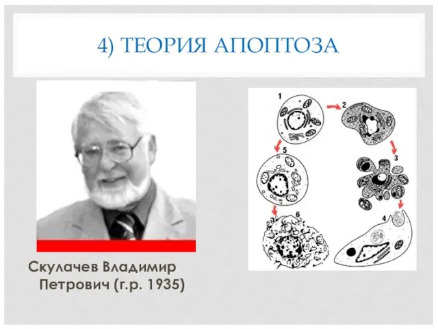 4) ТЕОРИЯ АПОПТОЗА Скулачев Владимир Петрович (г.р. 1935)