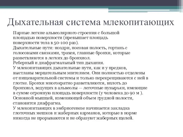 Дыхательная система млекопитающих Парные легкие альвеолярного строения с большой площадью поверхности