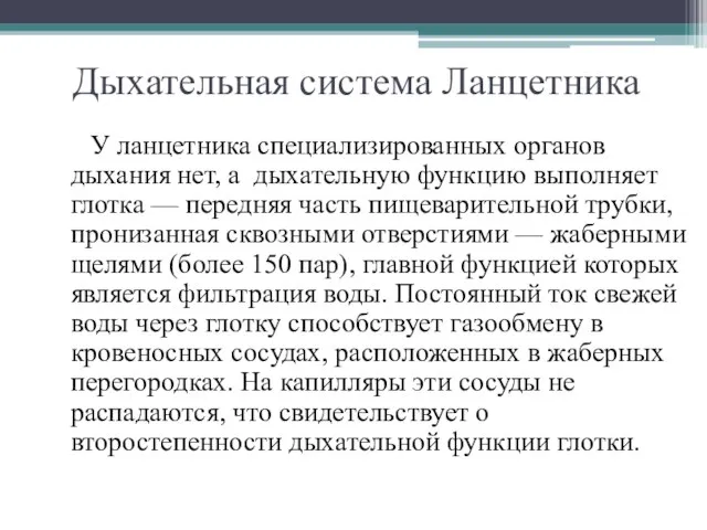 Дыхательная система Ланцетника У ланцетника специализированных органов дыхания нет, а дыхательную