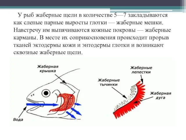 У рыб жаберные щели в количестве 5—7 закладываются как слепые парные