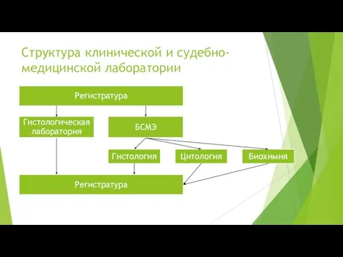 Структура клинической и судебно-медицинской лаборатории Регистратура