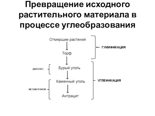 Превращение исходного растительного материала в процессе углеобразования