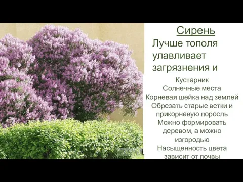 Сирень Лучше тополя улавливает загрязнения и пыль Кустарник Солнечные места Корневая