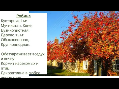 Рябина Кустарник 2 м: Мучнистая, Кене, Бузинолистная. Дерево 15 м: Обыкновенная,