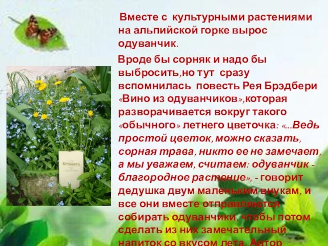 Вместе с культурными растениями на альпийской горке вырос одуванчик. Вроде бы