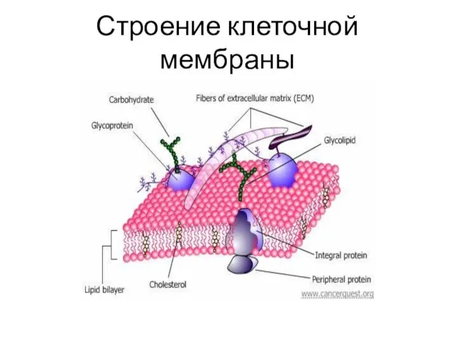 Строение клеточной мембраны