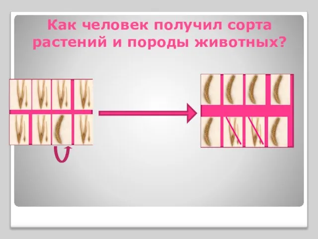 Как человек получил сорта растений и породы животных?