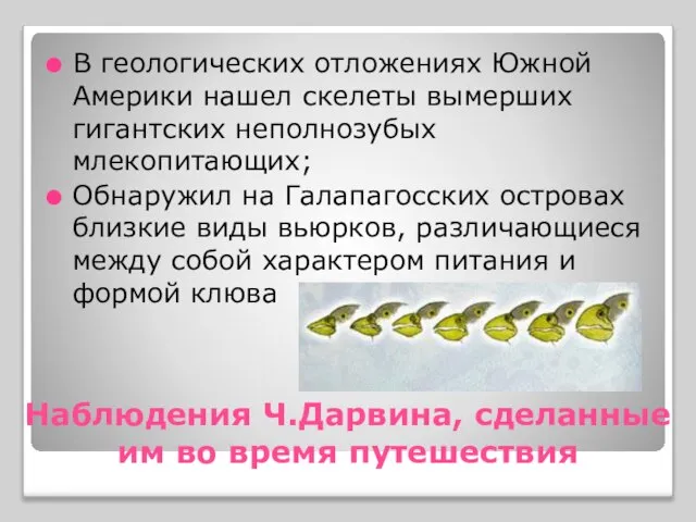 Наблюдения Ч.Дарвина, сделанные им во время путешествия В геологических отложениях Южной