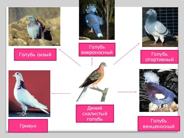 Дикий скалистый голубь Голубь сизый Голубь спортивный Гривун Голубь венценосный Голубь веероносный