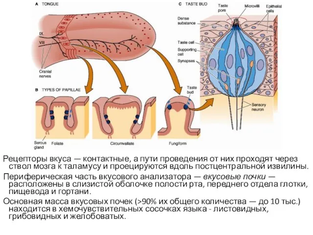 Рецепторы вкуса — контактные, а пути проведения от них проходят через