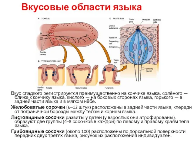 Вкусовые области языка Вкус сладкого регистрируется преимущественно на кончике языка, солёного