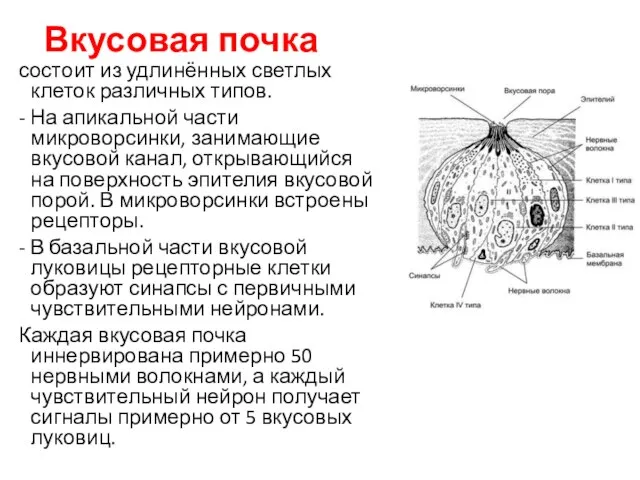 Вкусовая почка состоит из удлинённых светлых клеток различных типов. - На