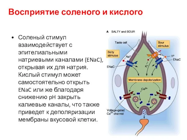 Восприятие соленого и кислого Соленый стимул взаимодействует с эпителиальными натриевыми каналами