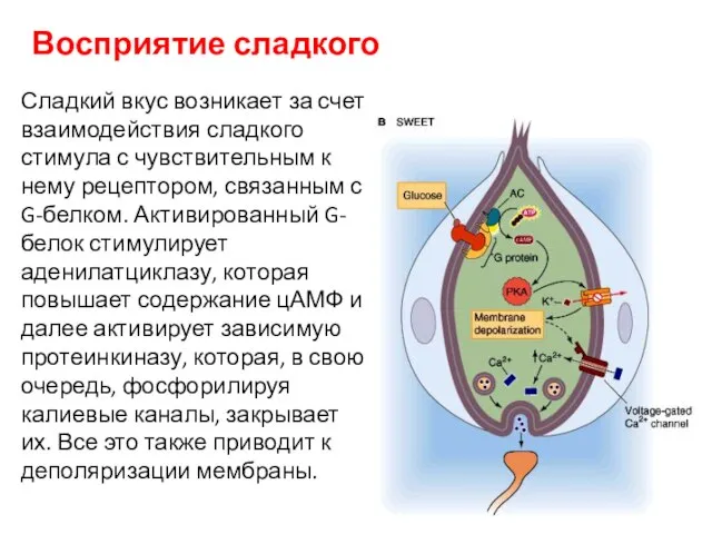 Восприятие сладкого Сладкий вкус возникает за счет взаимодействия сладкого стимула с