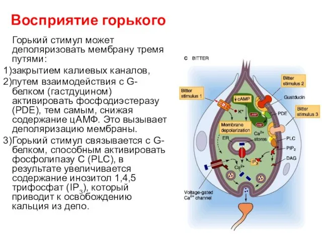 Восприятие горького Горький стимул может деполяризовать мембрану тремя путями: закрытием калиевых