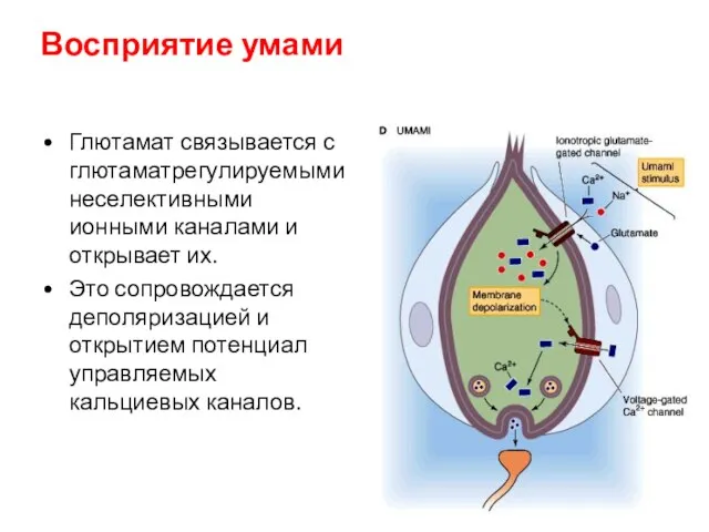 Восприятие умами Глютамат связывается с глютаматрегулируемыми неселективными ионными каналами и открывает