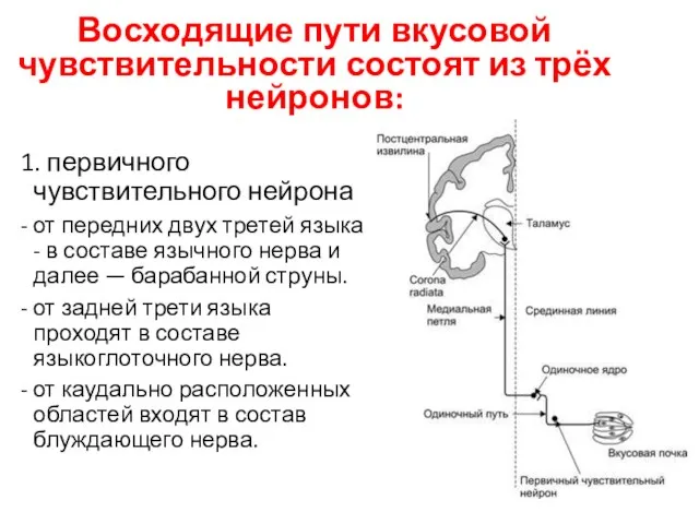 Восходящие пути вкусовой чувствительности состоят из трёх нейронов: 1. первичного чувствительного