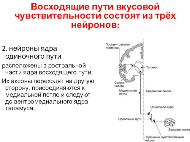 Восходящие пути вкусовой чувствительности состоят из трёх нейронов: 2. нейроны ядра