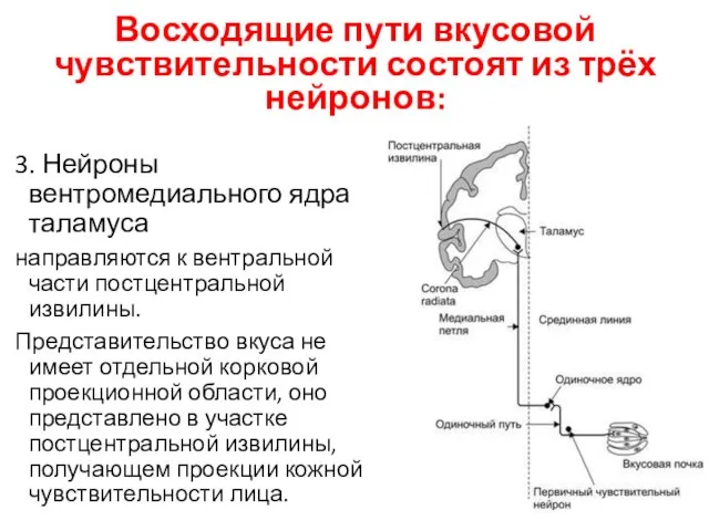 Восходящие пути вкусовой чувствительности состоят из трёх нейронов: 3. Нейроны вентромедиального