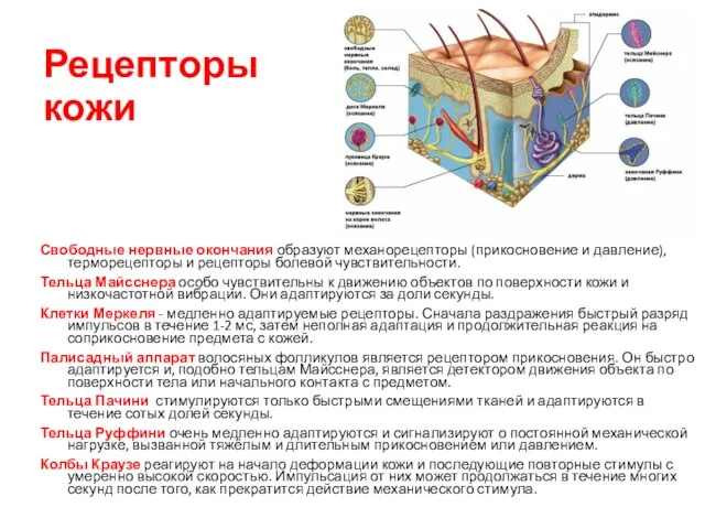 Рецепторы кожи Свободные нервные окончания образуют механорецепторы (прикосновение и давление), терморецепторы