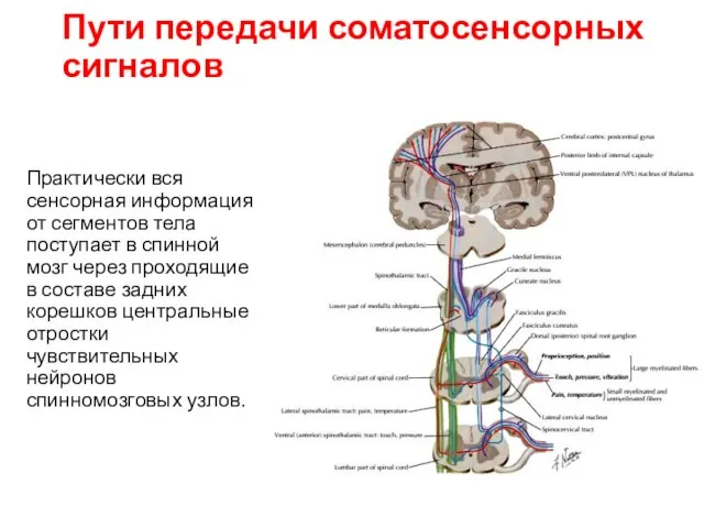 Пути передачи соматосенсорных сигналов Практически вся сенсорная информация от сегментов тела