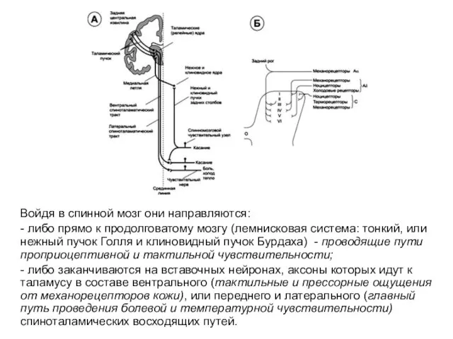 Войдя в спинной мозг они направляются: - либо прямо к продолговатому