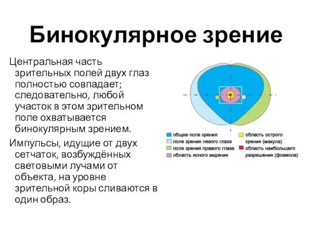 Бинокулярное зрение Центральная часть зрительных полей двух глаз полностью совпадает; следовательно,