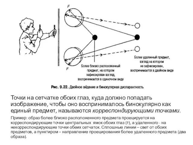 Точки на сетчатке обоих глаз, куда должно попадать изображение, чтобы оно