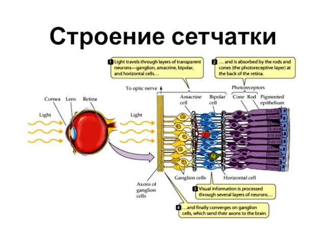 Строение сетчатки