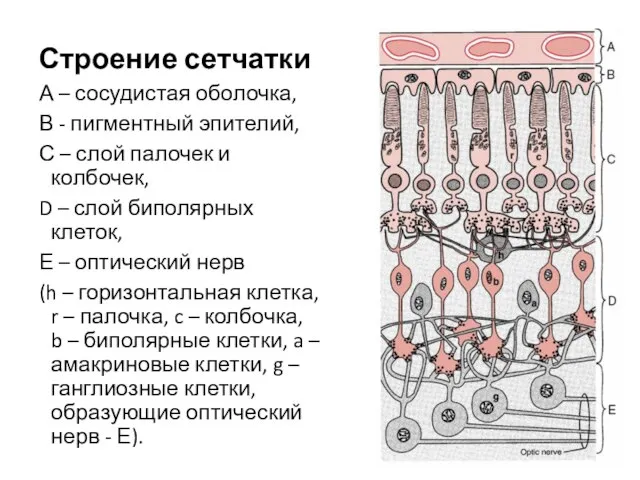 Строение сетчатки А – сосудистая оболочка, В - пигментный эпителий, С