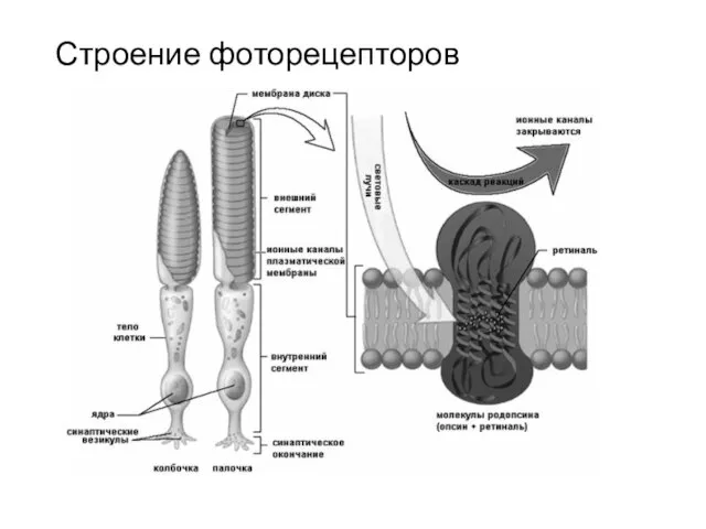 Строение фоторецепторов