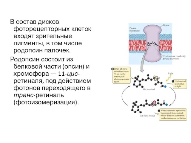 В состав дисков фоторецепторных клеток входят зрительные пигменты, в том числе