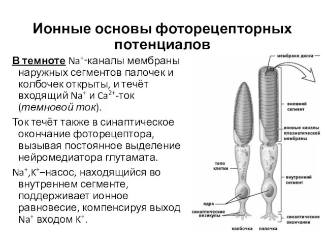 Ионные основы фоторецепторных потенциалов В темноте Na+‑каналы мембраны наружных сегментов палочек