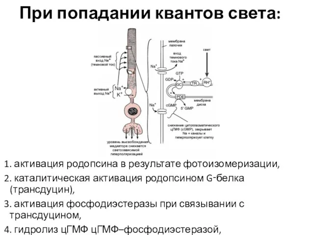 При попадании квантов света: 1. активация родопсина в результате фотоизомеризации, 2.