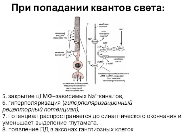 При попадании квантов света: 5. закрытие цГМФ–зависимых Na+‑каналов, 6. гиперполяризация (гиперполяризационный