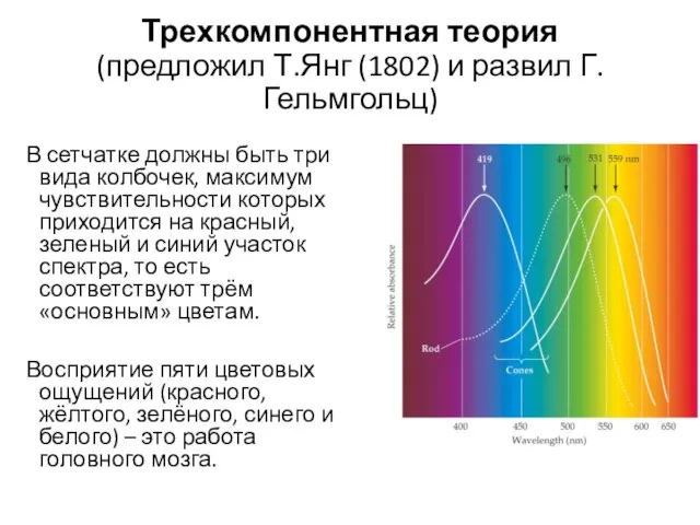 Трехкомпонентная теория (предложил Т.Янг (1802) и развил Г. Гельмгольц) В сетчатке