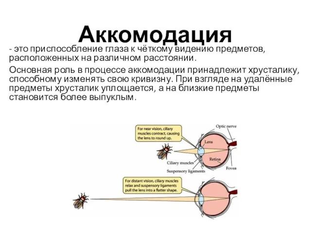 Аккомодация - это приспособление глаза к чёткому видению предметов, расположенных на